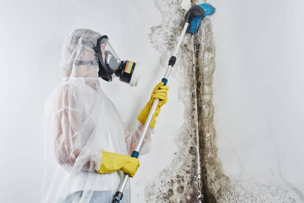Best Mold Damage Repair  in Selma, AL