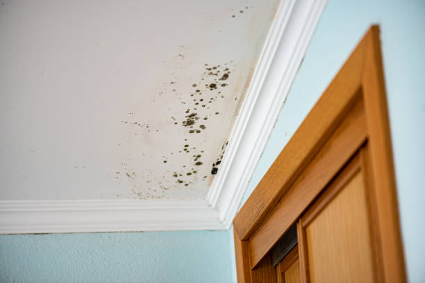 Best Toxic Mold Removal  in Selma, AL