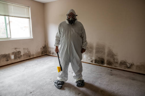 Attic Mold Removal in Selma, AL